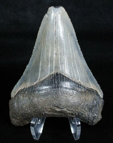 / Inch Megalodon Tooth - Super Serrations #3704